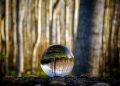 glass sphere, forest, trees