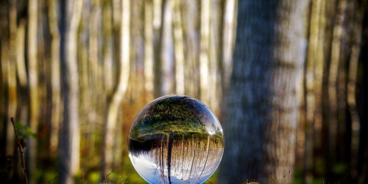 glass sphere, forest, trees